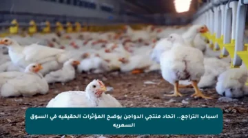 أسباب التراجع.. اتحاد منتجي الدواجن يوضح المؤثرات الحقيقية في السوق السعرية